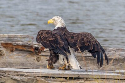 Weißkopfseeadler - Northwest Territories